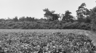 Rijksdienst voor het Cultureel Erfgoed: Wal, A.J. van der