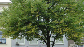 WikiMedia