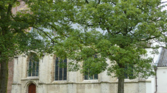 WikiMedia