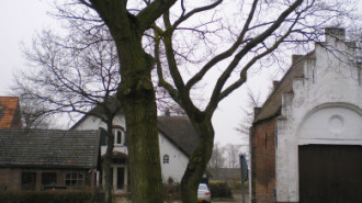 WikiMedia