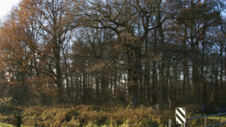 WikiMedia