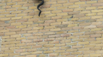 WikiMedia