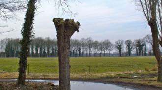 WikiMedia