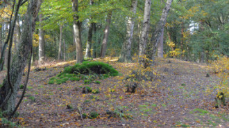 WikiMedia