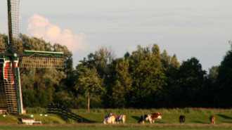 WikiMedia