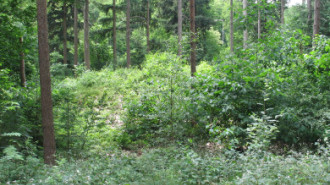 WikiMedia