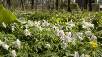 Rijksdienst voor het Cultureel Erfgoed: Roderburg, K. (Kris)