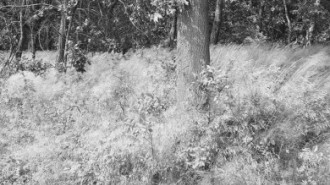 Rijksdienst voor het Cultureel Erfgoed: Galen, P. (Paul) van