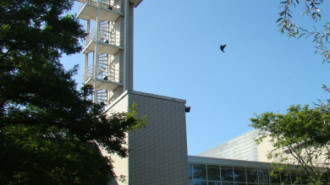 WikiMedia