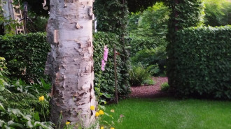 Plaatje van een tuin